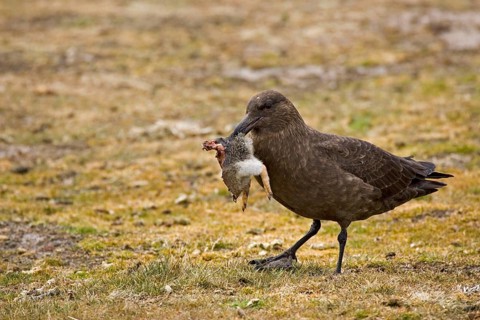 Stercorarius antarctica