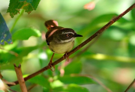 White-browed scrubwren