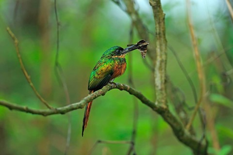 Rufous-tailed Jacamar