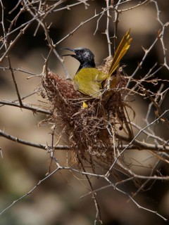 Oriole Warbler