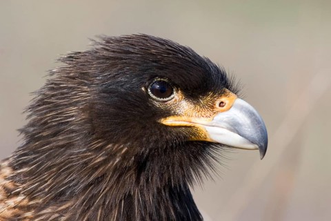 Striated Caracara