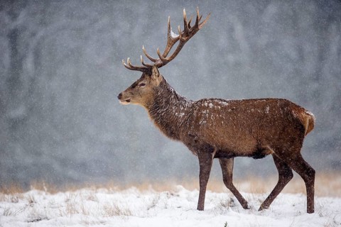 Red deer