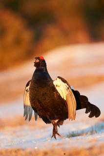 Black Grouse