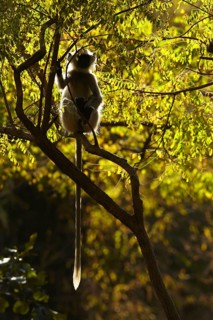 Northern Plains Grey Langur