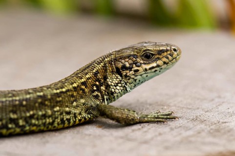 Common viviparous lizard