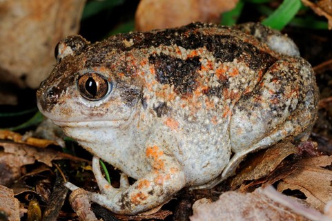Italian spadefoot