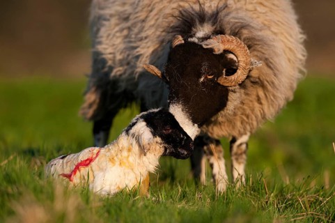 Domestic Sheep