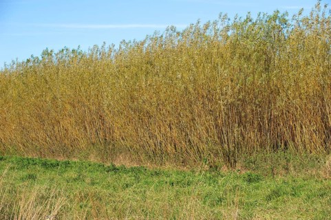 Biomass crop