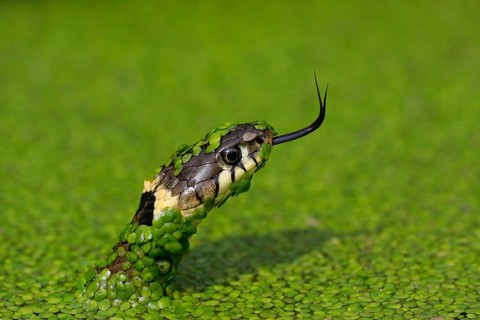 Grass snake