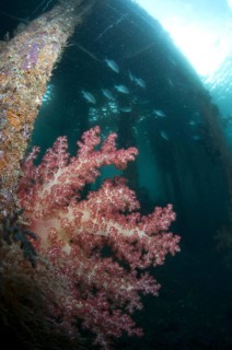 Soft glomerated tree coral