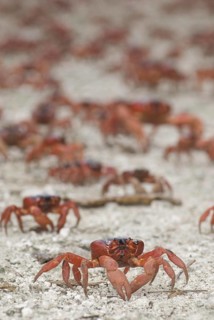 Christmas island red crab