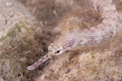 Lying pipefish