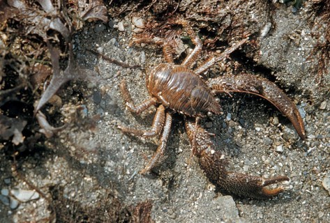 Brown furrow crab