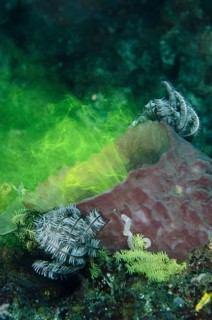 Red barrel sponge