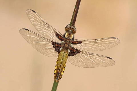 Broad-bodied Chaser