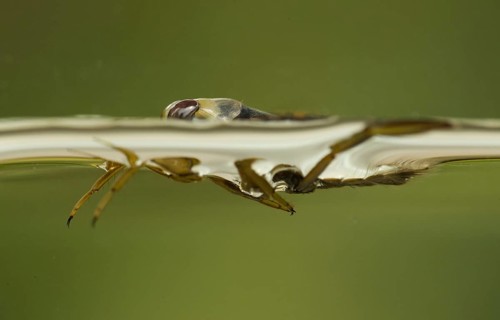 Common Water Boatman