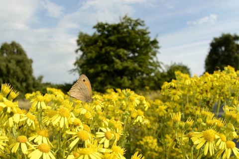 Meadow Brown