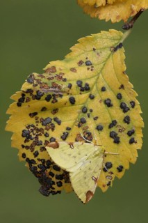 Yellow moth