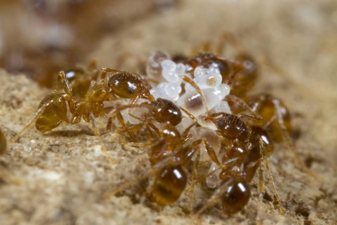 Adult Mediterranean dimorphic ant