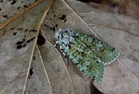 Merveille du Jour