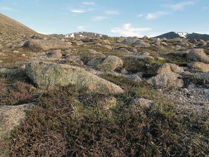 Rock Ptarmigan