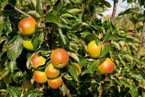 Cultivated Apple