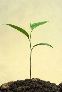 Chempedak