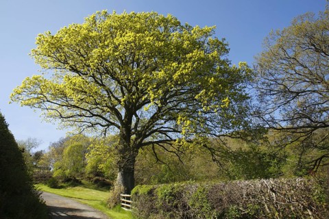 Sessile oak