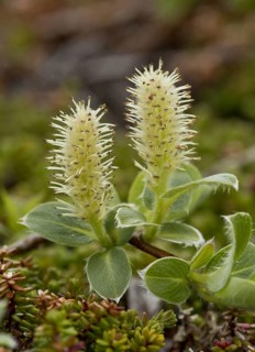 Gray willow