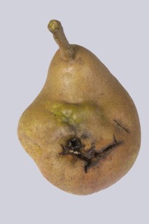 Fruit deformity on Doyenne du Comice pear caused by pear stone virus
