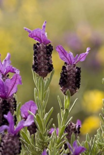 French Lavender