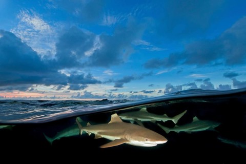 Blacktip reef sharks