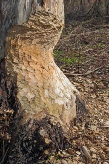 Thick tree trunk with tooth marks from gnawing by the european beaver