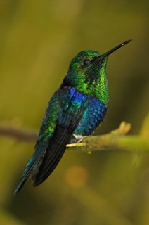 Green-crowned nymph
