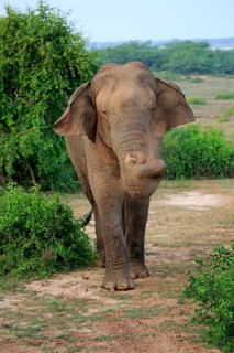 Sri lankan elephant
