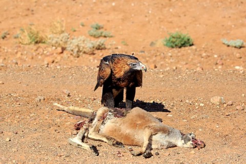 Wedge-tailed eagle