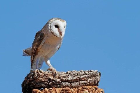 Australian Barn Owl