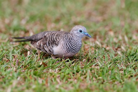 Peaceful Dove