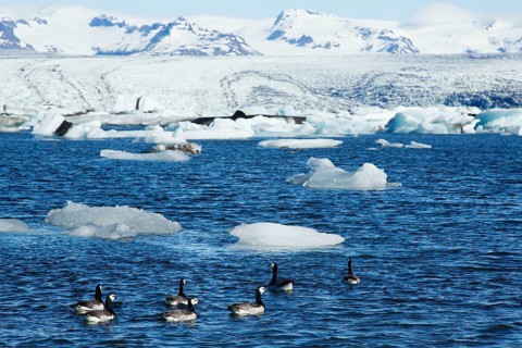 Barnacle Goose