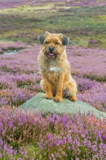 Domestic Dog
