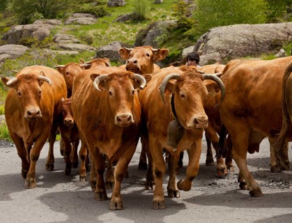 Domestic cattle