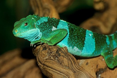 Iguana fasciata