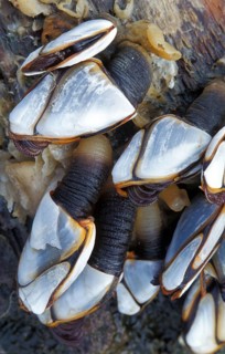 Barnacle