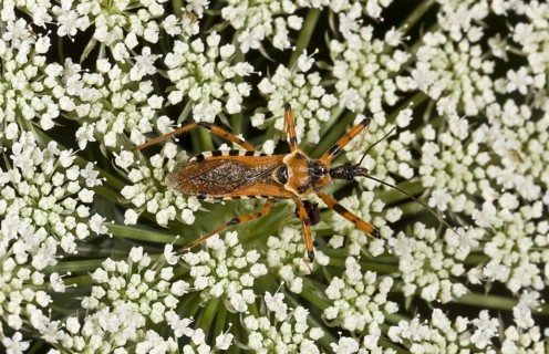 Red assassin bug