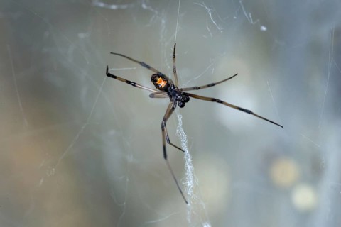 Shoe-button spider