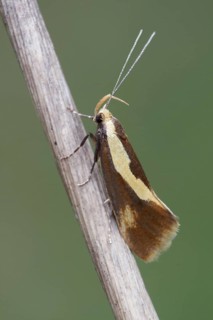 Concealer Moth