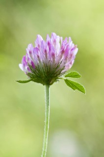 Red Clover