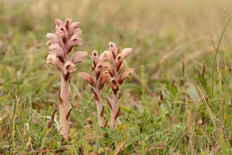 Clove-scented Broomrape