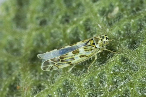 Leafhopper