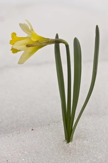 Wild Daffodil